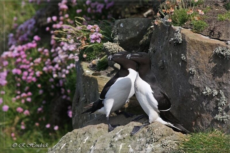 Razorbill