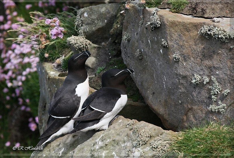 Razorbill