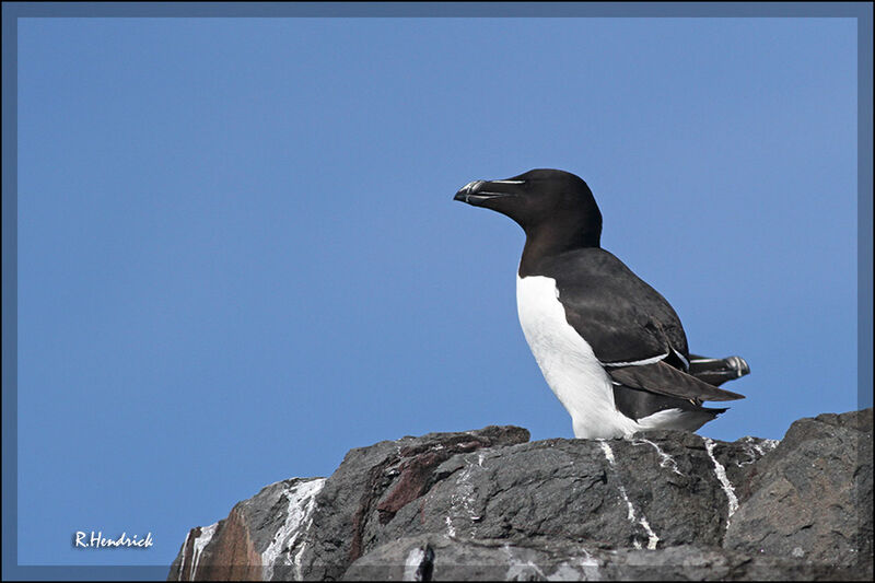 Pingouin torda