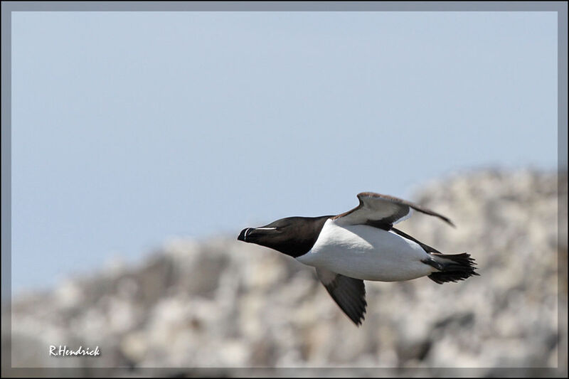 Razorbill