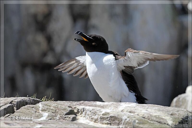 Pingouin torda