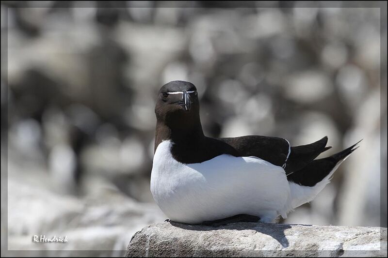 Razorbill