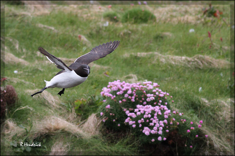 Razorbill