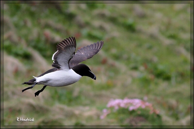 Razorbill