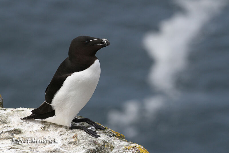 Pingouin torda