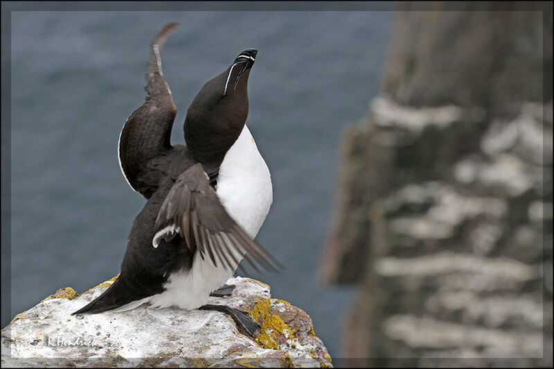 Pingouin torda