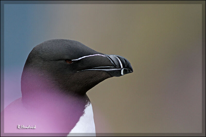 Razorbill