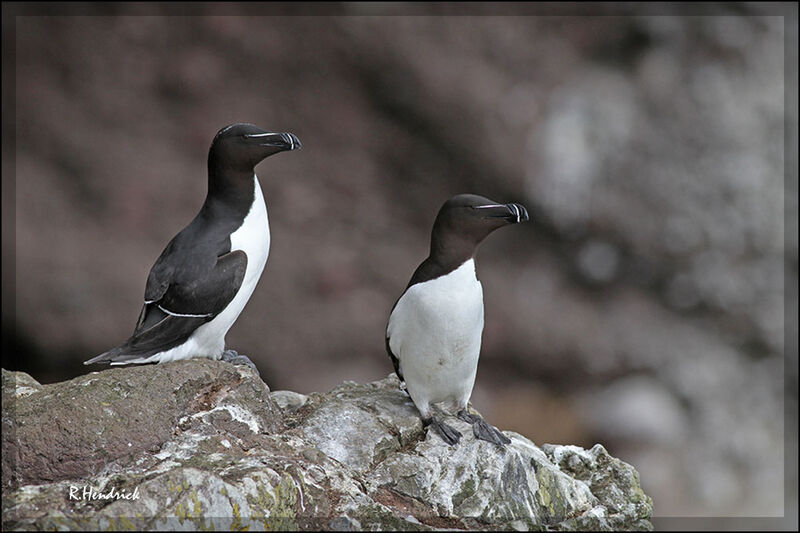 Pingouin torda