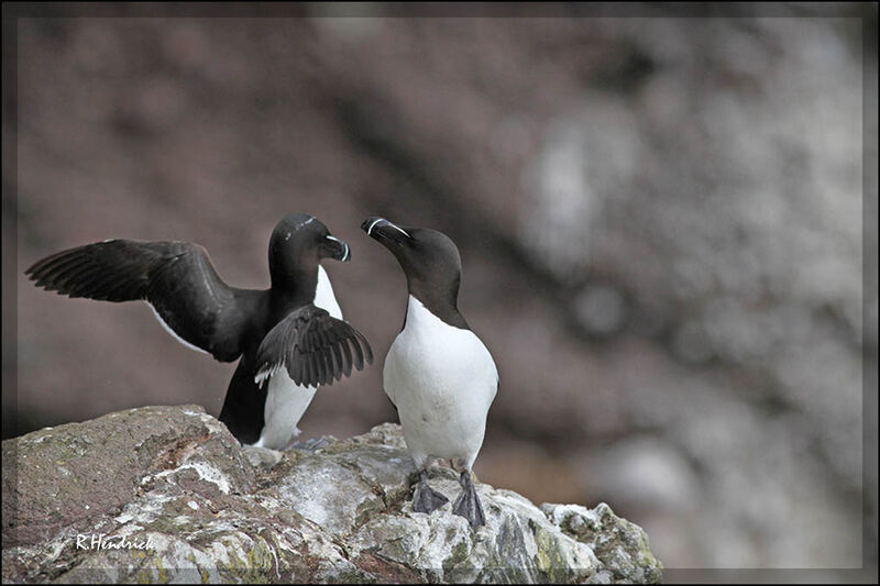 Pingouin torda