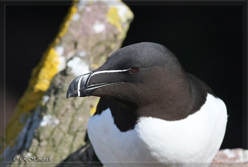 Razorbill