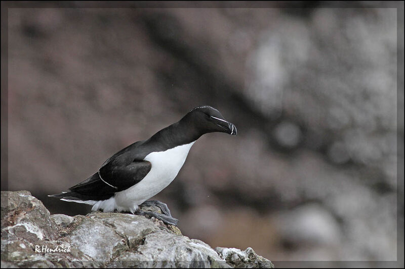 Pingouin torda