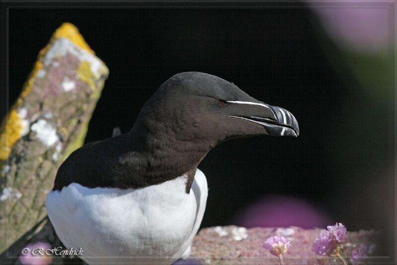 Razorbill