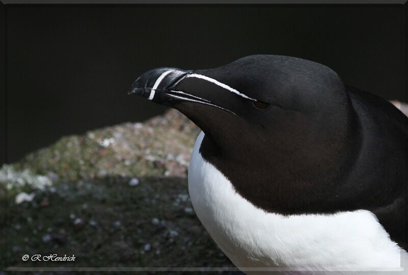 Razorbill