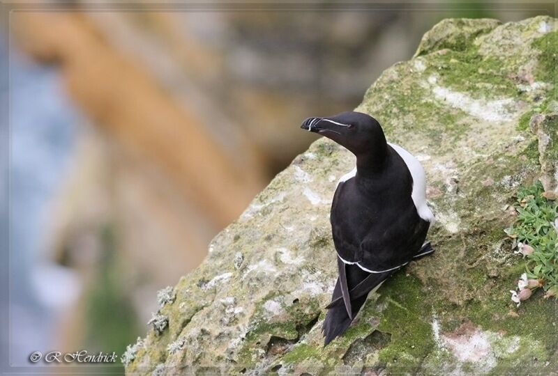 Pingouin torda