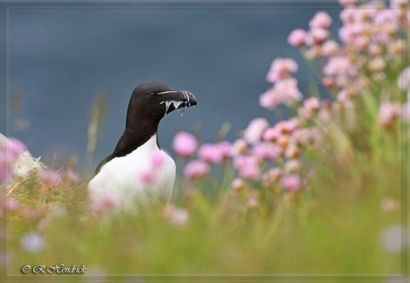 Razorbill