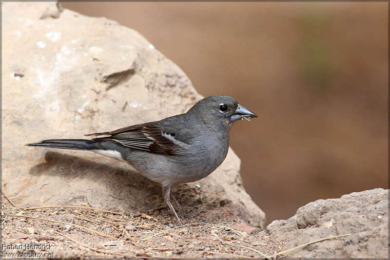 Pinson bleu mâle, mange