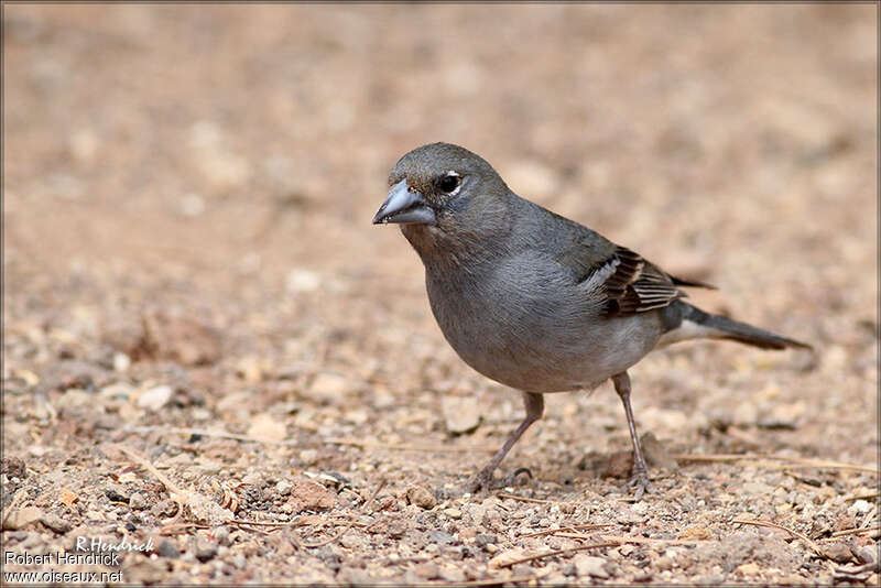 Pinson bleu mâle immature, identification