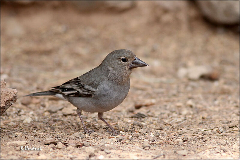 Pinson bleu femelle adulte, identification