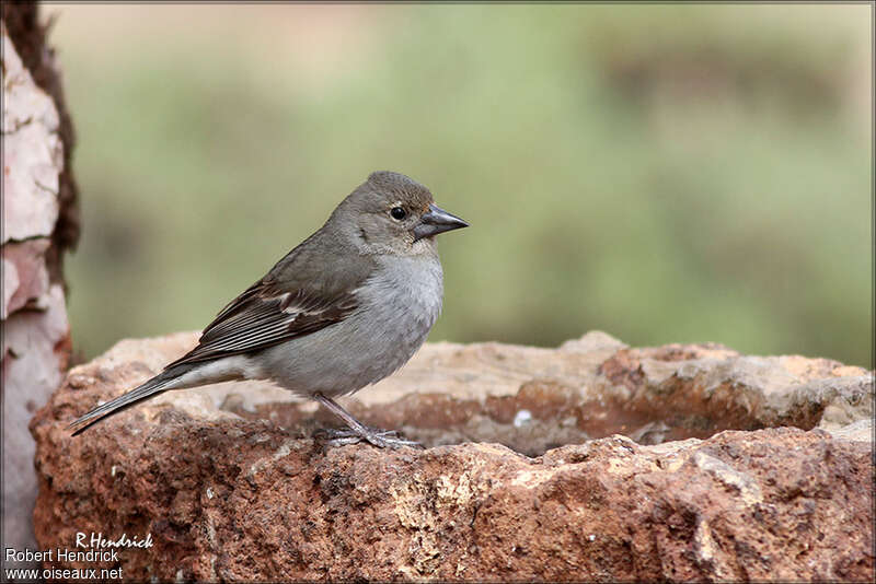 Tenerife Blue Chaffinchadult, identification