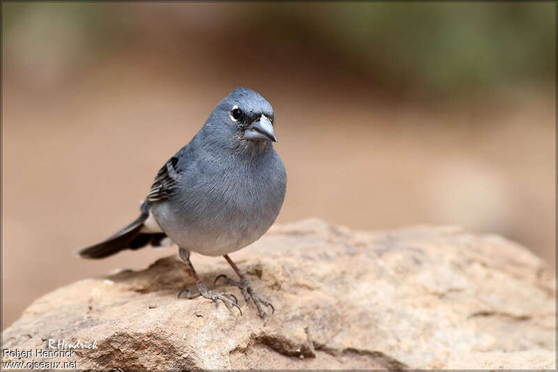 Pinson bleu mâle adulte, portrait