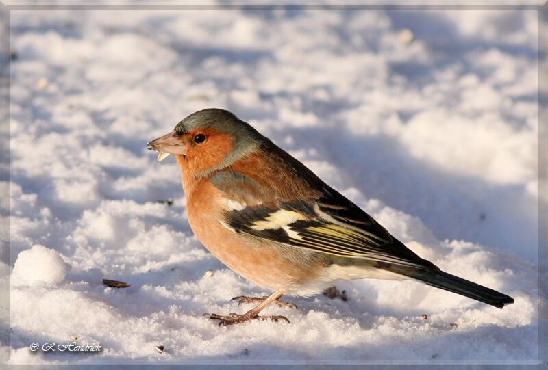 Eurasian Chaffinch