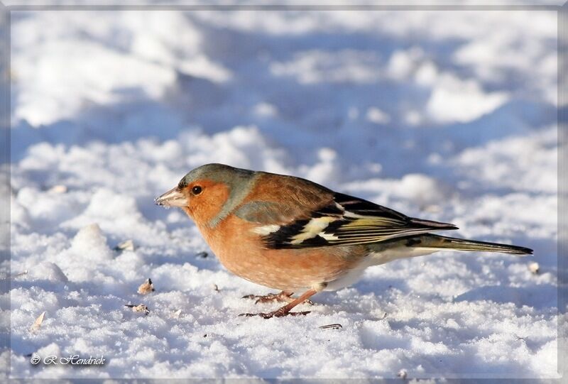 Eurasian Chaffinch