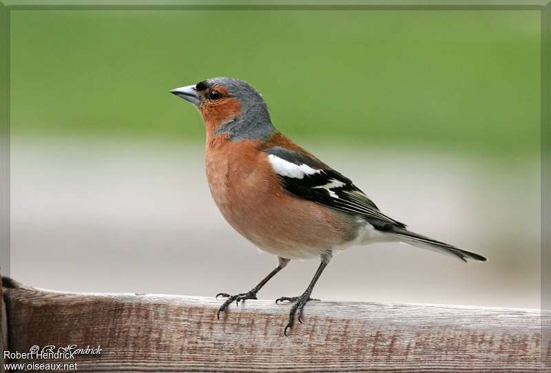 Eurasian Chaffinch male adult breeding, identification