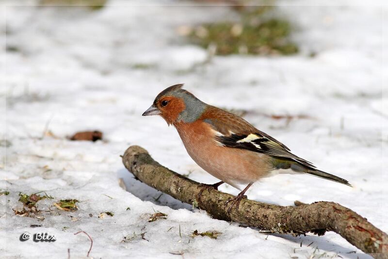 Eurasian Chaffinch