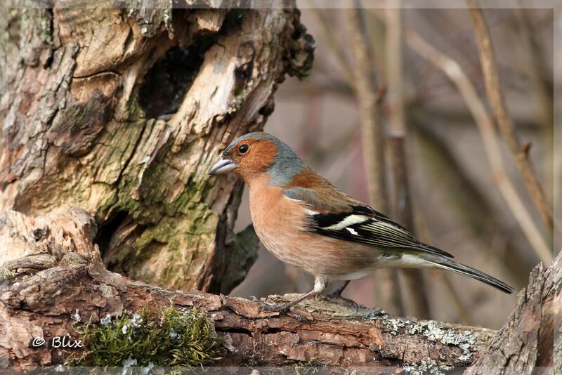 Eurasian Chaffinch