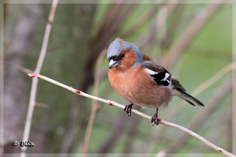 Eurasian Chaffinch