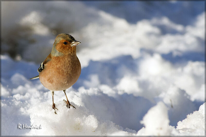 Eurasian Chaffinch