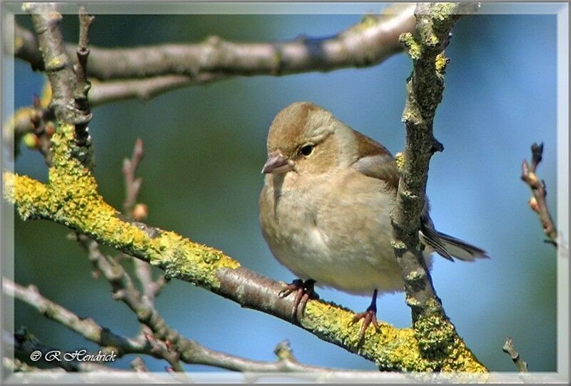 Eurasian Chaffinch