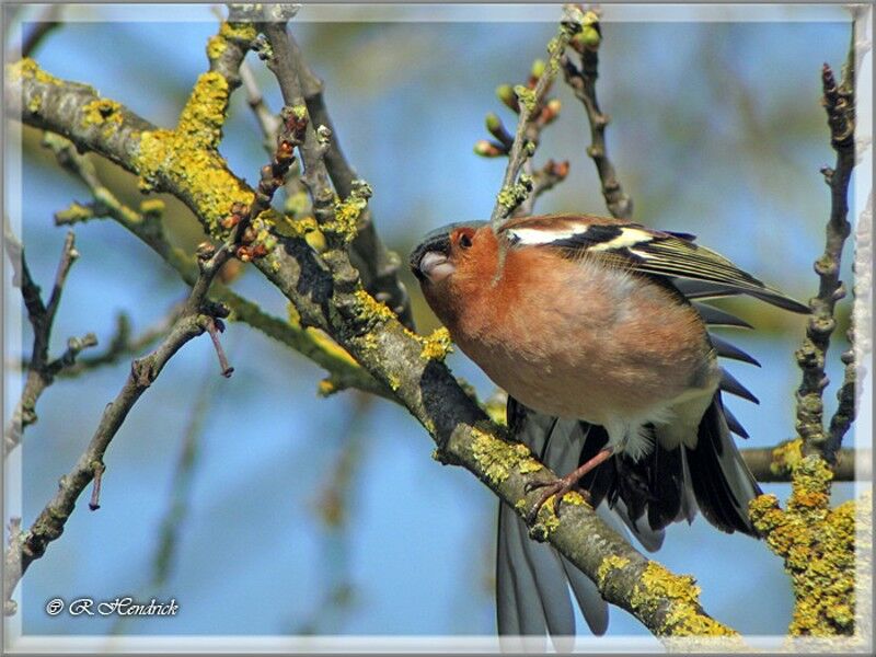 Pinson des arbres