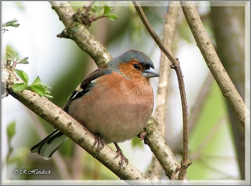 Eurasian Chaffinch