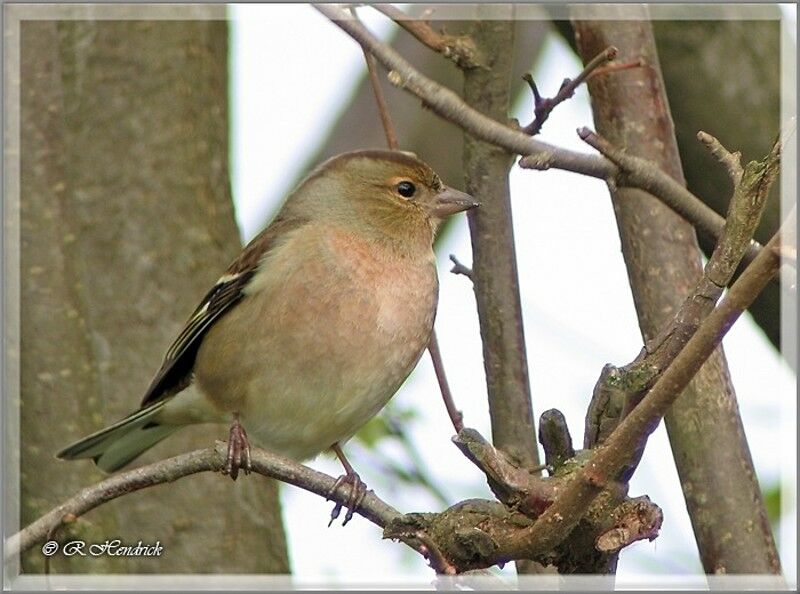 Pinson des arbres