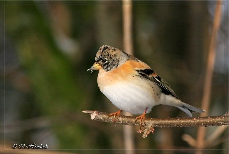 Brambling