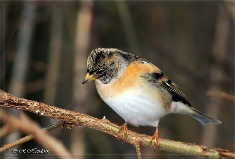 Brambling