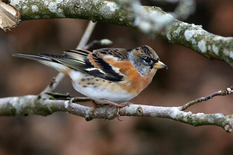 Brambling