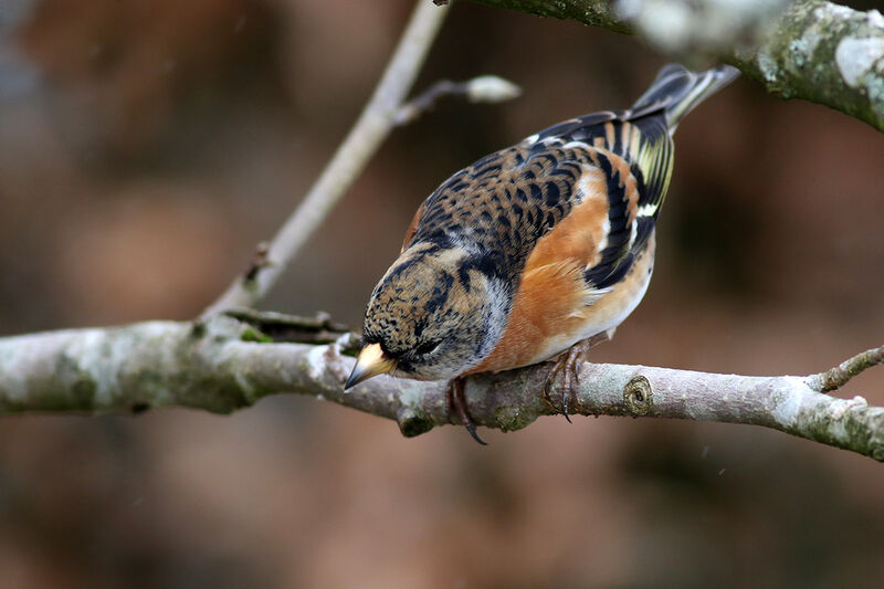 Brambling