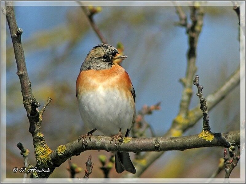 Brambling