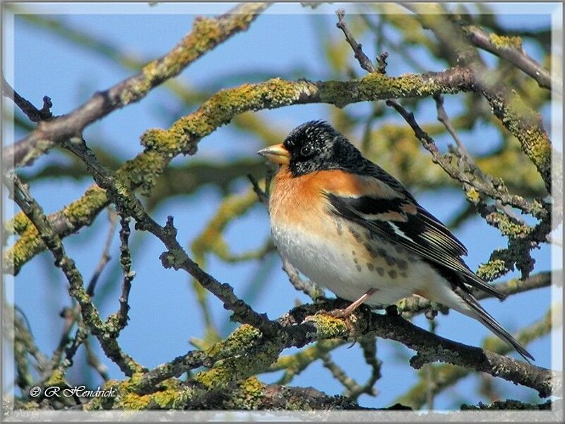 Brambling