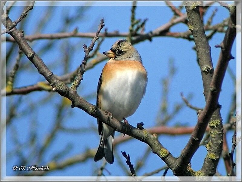 Brambling