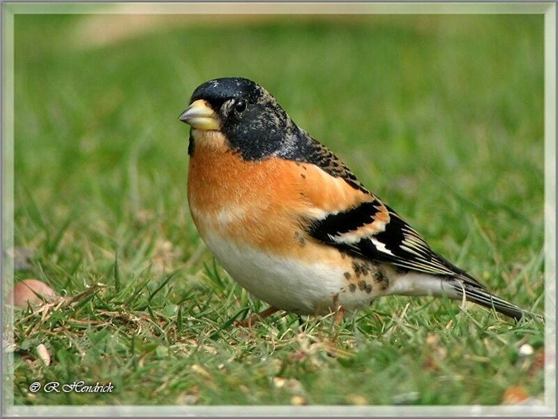 Brambling