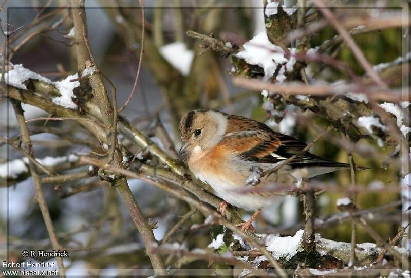 Brambling female adult post breeding, identification