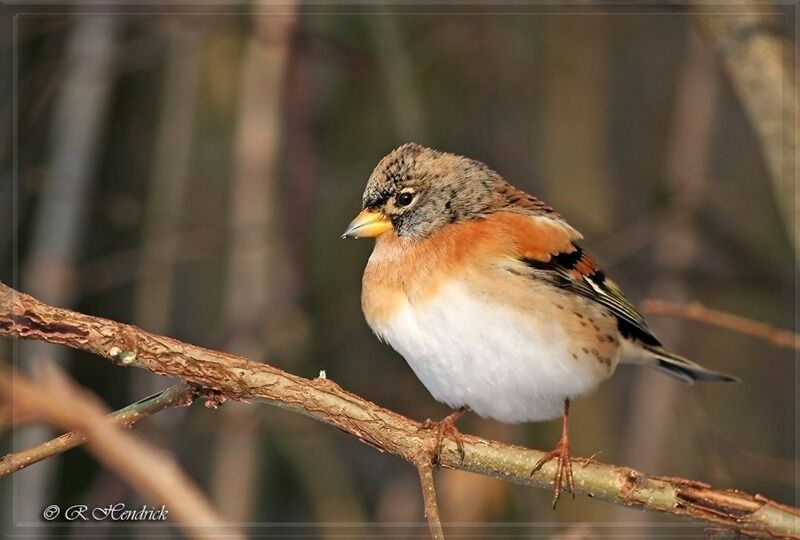 Brambling