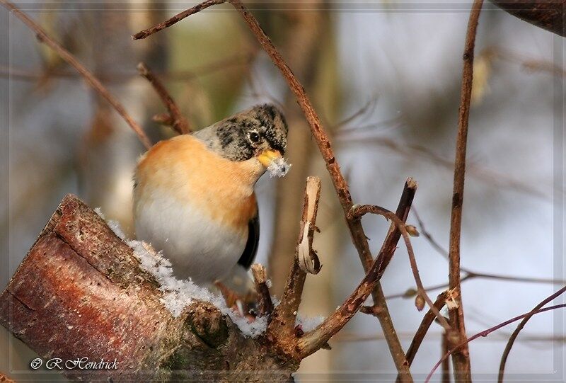 Brambling