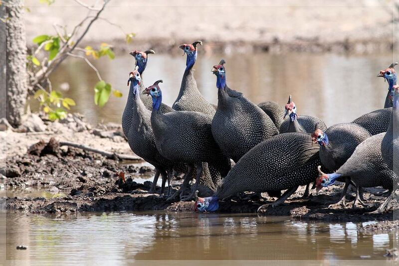 Helmeted Guineafowl