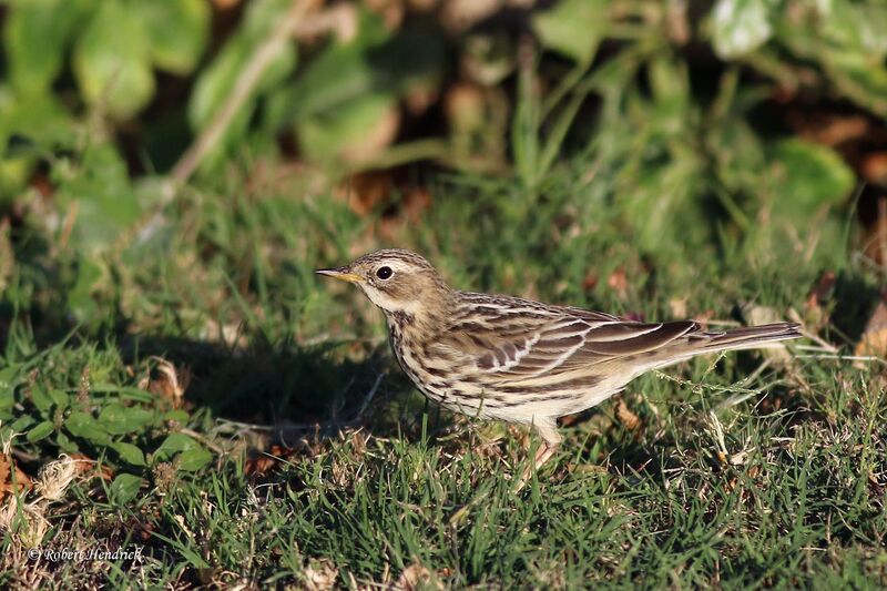 Red-throated Pipit