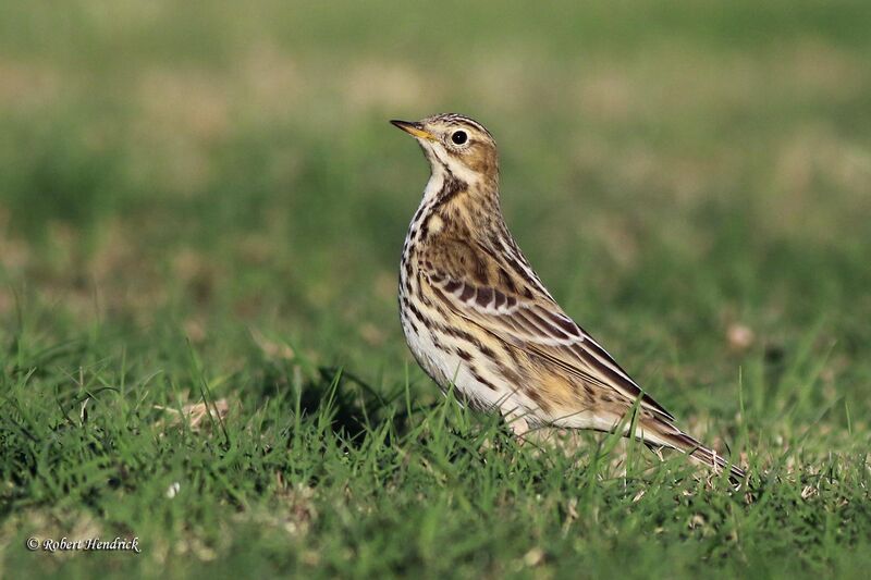 Red-throated Pipit