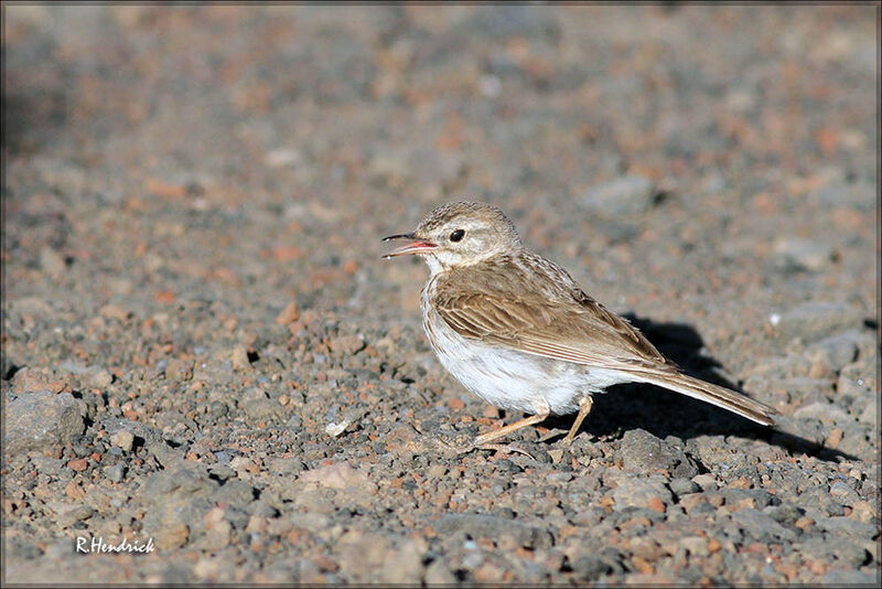 Pipit de Berthelot